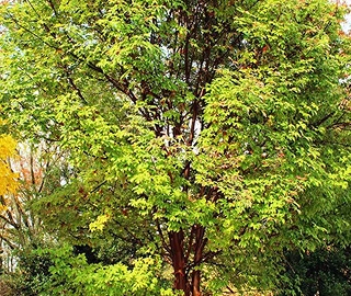 Paperbark Maple Tree Care