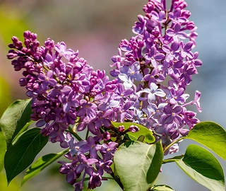 Persian Lilac Tree Garden