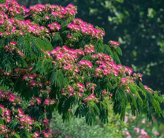 Persian Silk Tree Fern-like Foliage