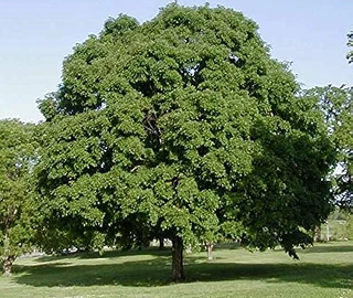 Philkan Tree - Medicinal Properties