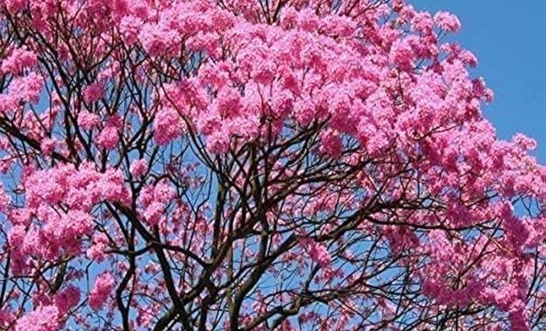 Pink Trumpet Tree - Spring Blooms Showstopper