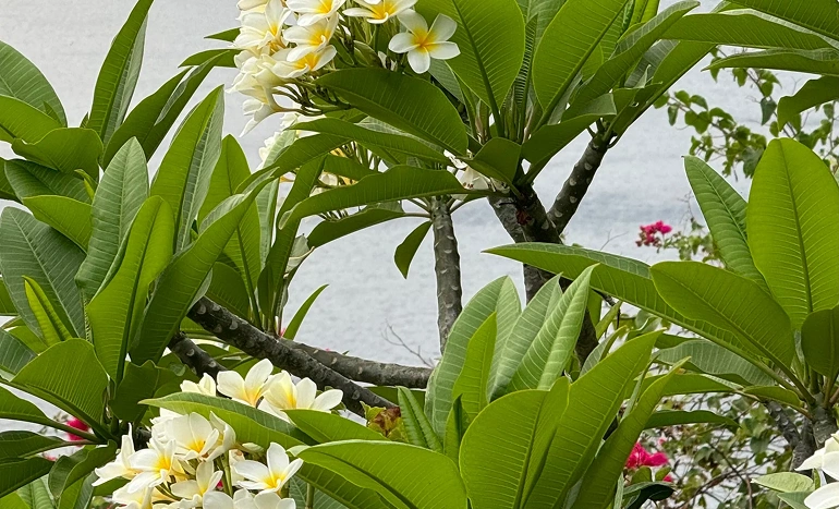 Plumeria Tree - Fragrant Blooms