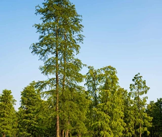 Pond Cypress Tree Knees