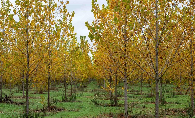 Poplar Tree - Benefits and Care