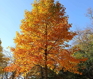 Poplar Tree Landscape