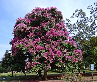 Pride of India Tree - Environmental Benefits