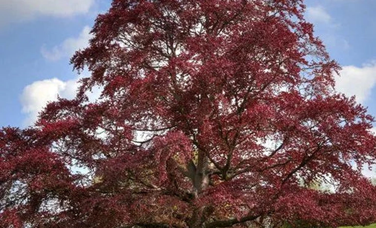Purple Beech Tree - Stunning Foliage