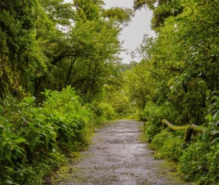 Queensland Blackbutt Tree Bark