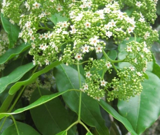 Queensland Maple Tree - Glossy Leaves