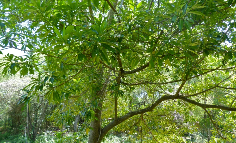 Quinine Tree - Nature's Miracle Cure for Malaria