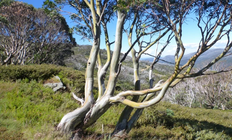 Aadusa Tree - Medicinal Plant