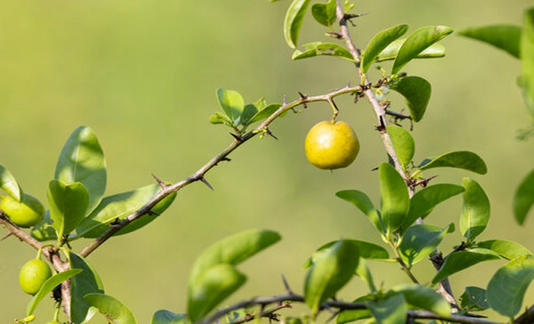 Tallowwood Tree - Nature's Remarkable Species