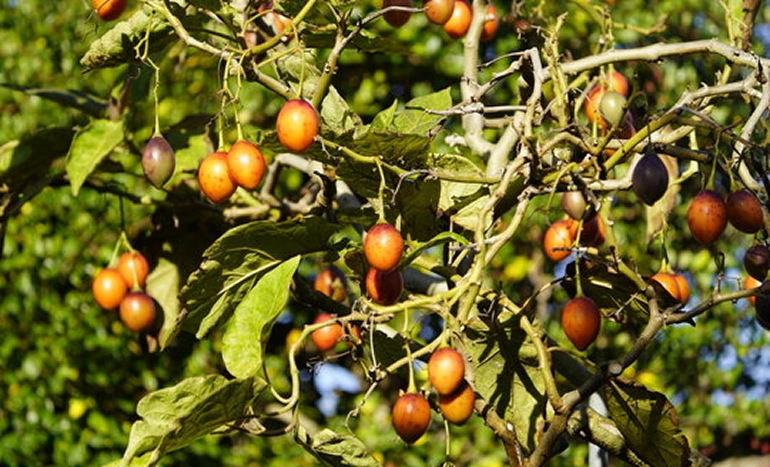 Tamarillo Tree - Exotic Superfruit