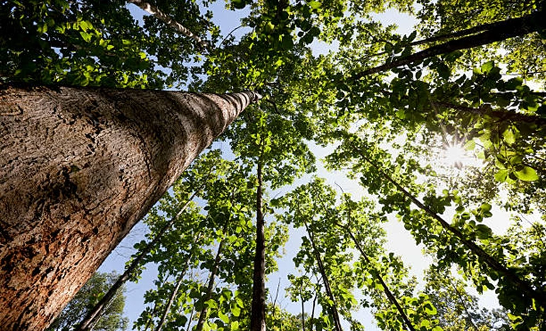 Teak Tree - Majestic Beauty