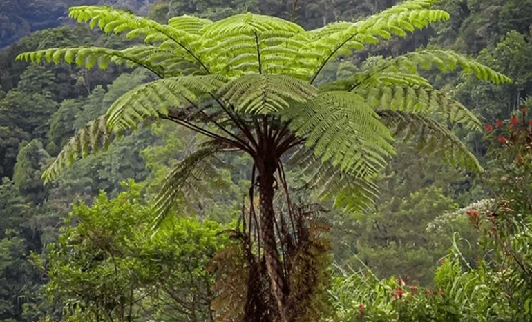 Teacher Plant Tree - Sustainable Benefits