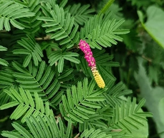 Tembhurni Tree in Nature