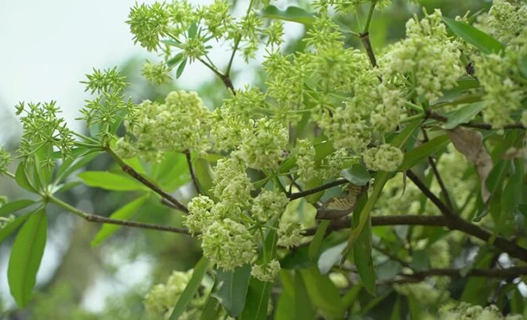 Chatim Tree - Symbol of Resilience