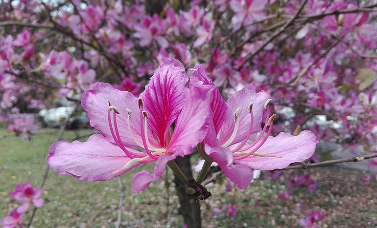 Kanchan Tree - Beauty and Ecological Balance