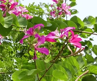 Kanchan Tree in Landscape