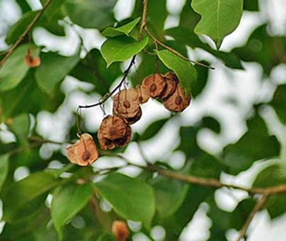 Papari Tree Bark and Foliage