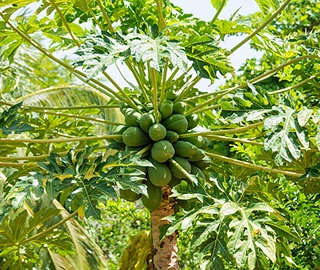 Papaya Tree - Majestic Beauty