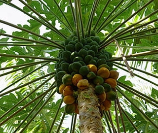 Papaya Tree Fruit and Foliage