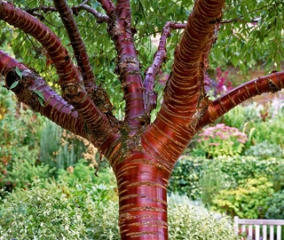 Tibetan Birch Tree - Majestic Beauty