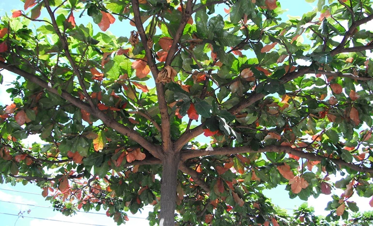 Tiger Almond Tree - Unlocking the Secrets to Its Incredible Health Benefits