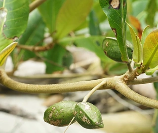 Tiger Almond Tree - Majestic Beauty