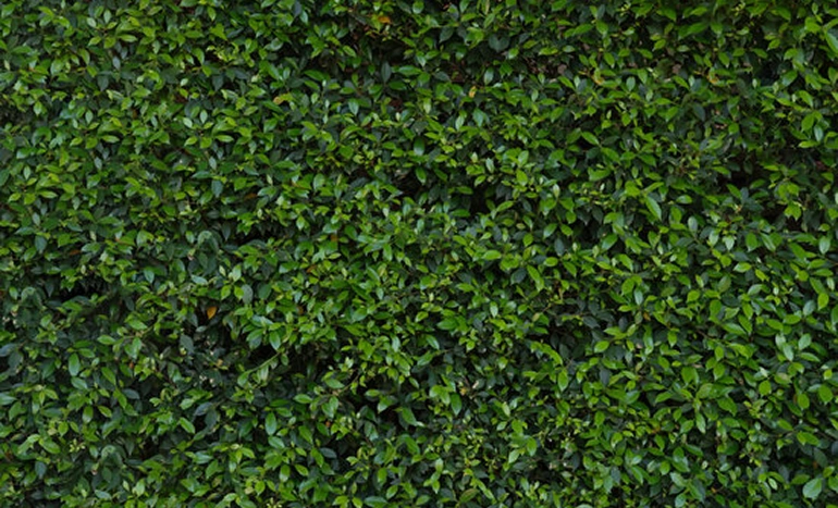 Toothbrush Tree - Nature's Dental Wonder