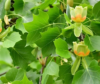 Tulip Poplar Tree - Majestic Beauty