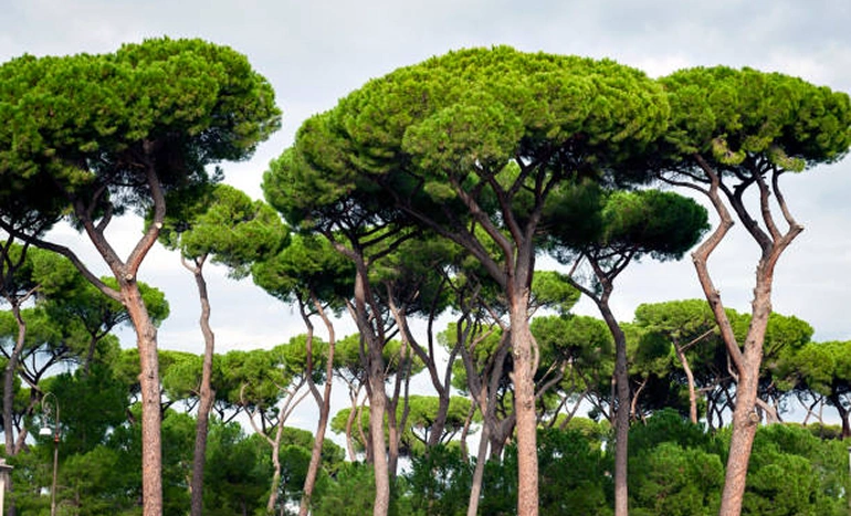 Umbrella Pine Tree - Majestic Evergreen
