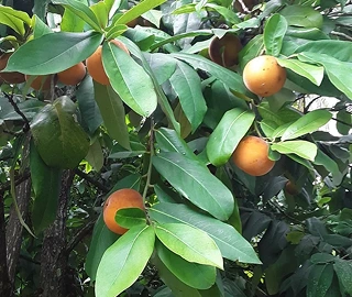 Velvet Apple Tree Fruits