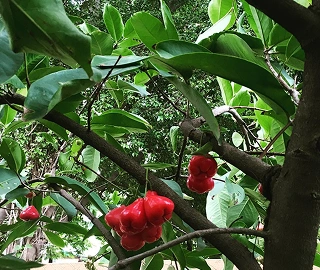 Walnut Tree Plantation
