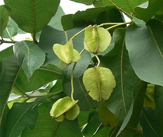 Walnut Tree Plantation