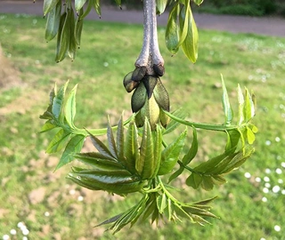 Walnut Tree Plantation