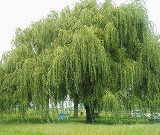 Walnut Tree Fruits - Nutritional Benefits