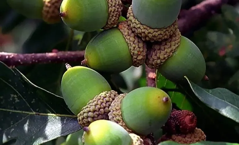 White Oak Tree - Majestic Marvel