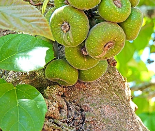 Wild Fig Fruits - Nutritional Powerhouse
